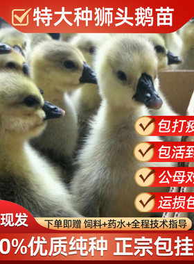 小鹅活苗正宗狮头鹅潮汕汕头特大种狮头鹅苗灰鹅鹅仔纯种包活包邮