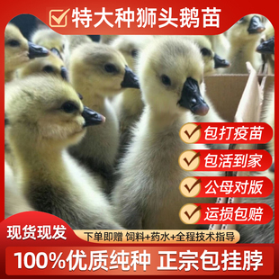 小鹅活苗正宗狮头鹅潮汕汕头特大种狮头鹅苗灰鹅鹅仔纯种包活包邮