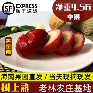 海南老林农庄黑金刚莲雾现摘现发热带水果中果净重4.5斤顺丰包邮