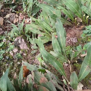 正宗化石草新鲜肾精草石韦长白山散装中药材野生肾精茶原生态