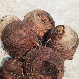 云南深山芭蕉根芭蕉头芭蕉树根芭蕉树头红芭蕉根药食同源中药材