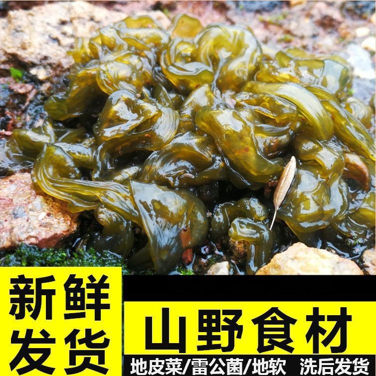 野生下雨才有新鲜地皮菜湿的现捡洗几遍非免洗新鲜野生菌菇草菌子