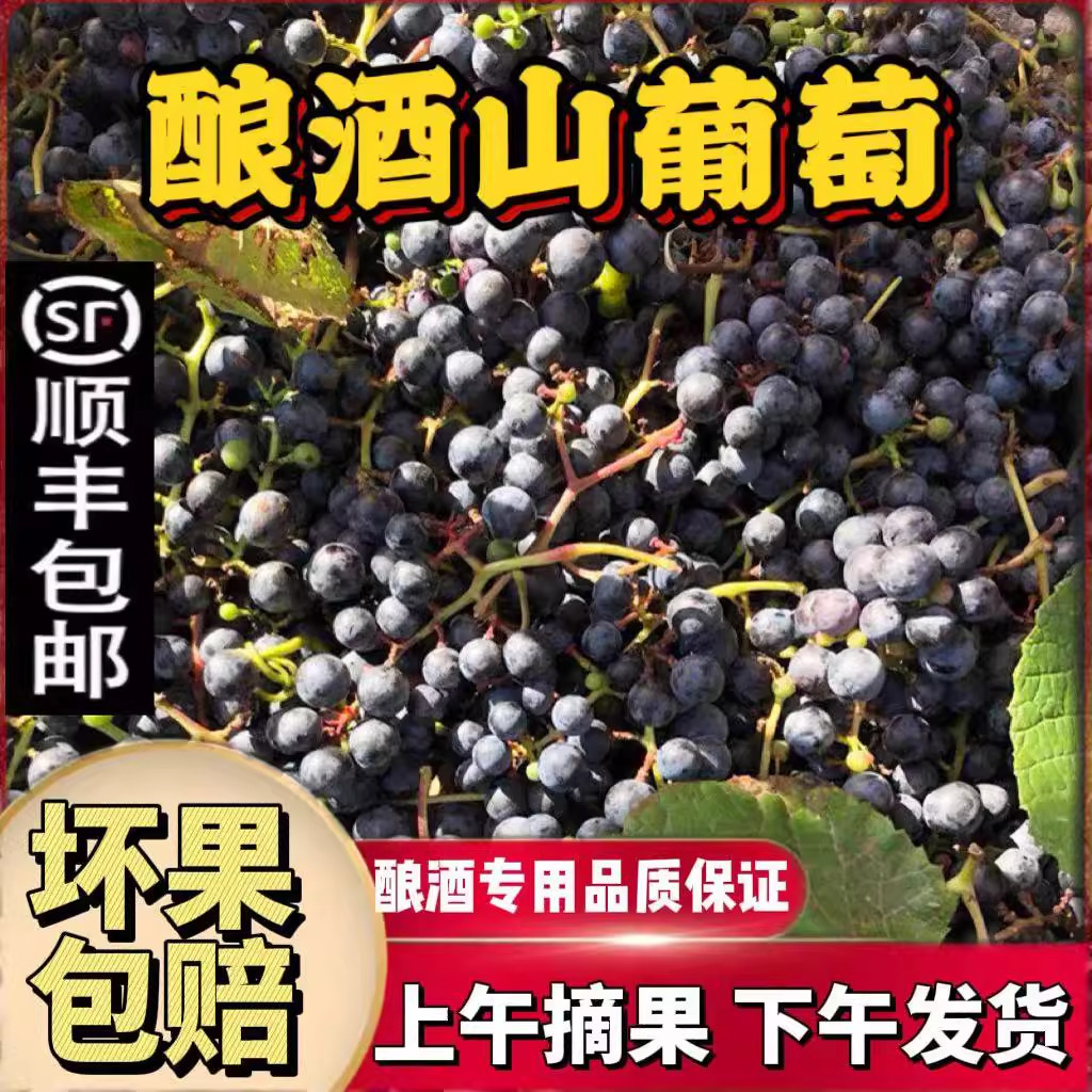 【顺丰直达】广西山葡萄毛葡萄赤露珠野生新鲜现摘纯甜酿酒专用