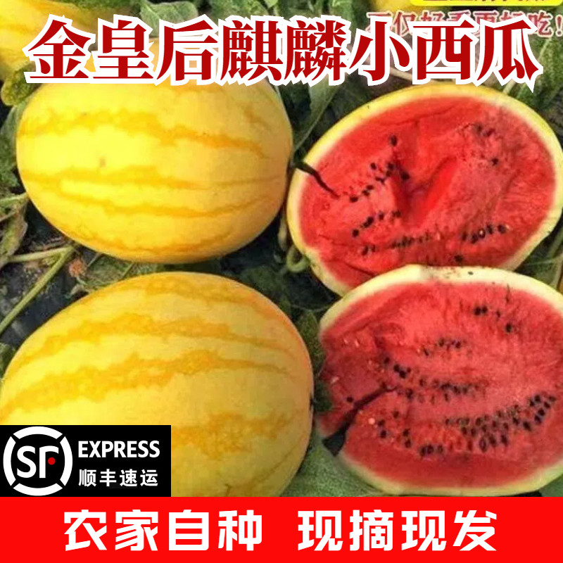 【顺丰包邮】金黄后无籽麒麟西瓜黄金西瓜脆甜爽口黄皮西瓜礼盒装