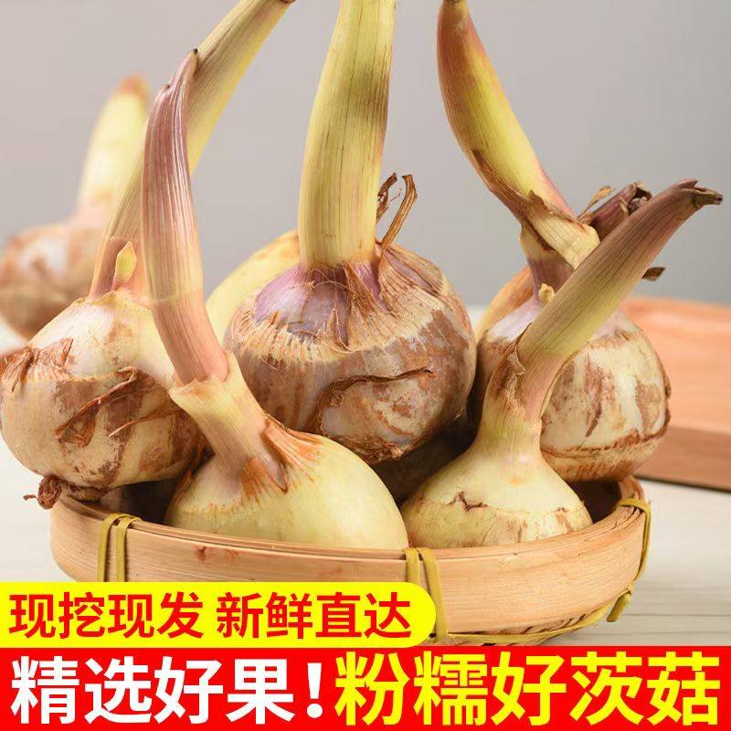 顺丰云南新鲜茨菇9斤农家蔬菜地慈姑火锅白茨菰现挖马蹄芽菇特产