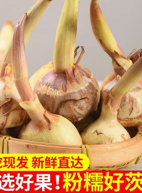 顺丰云南新鲜茨菇9斤农家蔬菜地慈姑火锅白茨菰现挖马蹄芽菇特产