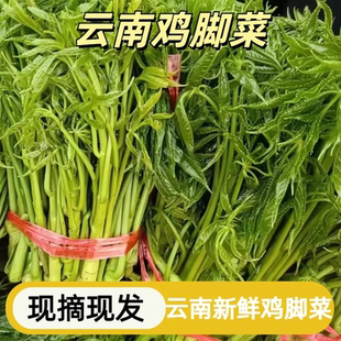云南新鲜鸡脚菜当季农家刷把火镰菜红河特产现摘鲜野菜凉拌菜包邮