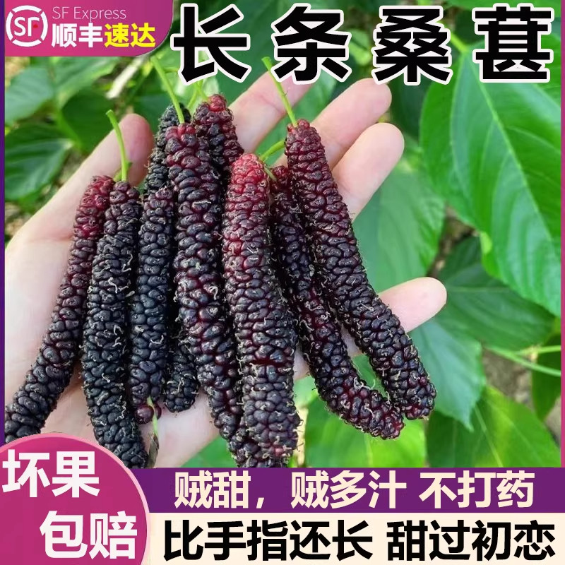 四川凉山现摘新鲜长条桑葚鲜果牛奶桑椹花香桑葚当季即食泡酒酵素