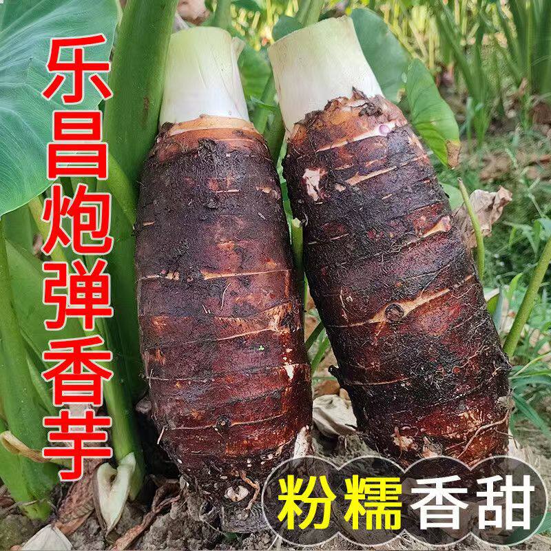 乐昌张溪香芋炮弹芋头农家自种新鲜现挖绿色广东韶关土特产大粉糯