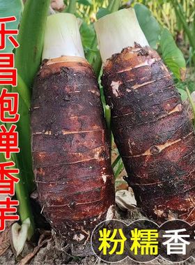 乐昌张溪香芋炮弹芋头农家自种新鲜现挖绿色广东韶关土特产大粉糯