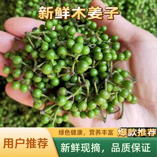 2025新鲜木姜子现摘现发云南贵州野生山苍子酸汤火锅底料鲜山胡椒