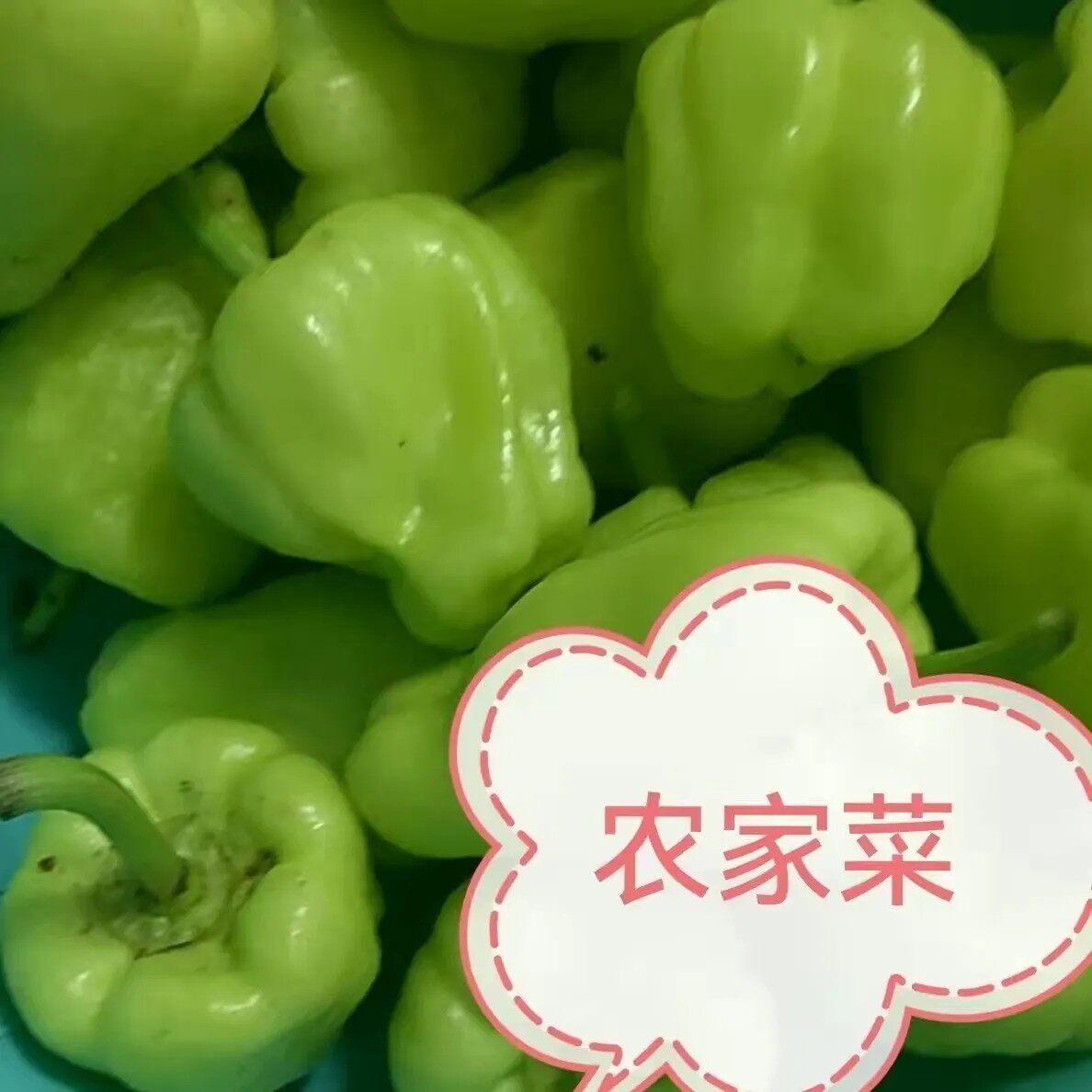 【现摘现发】广西贺州新鲜灯笼椒农家菜椒辣椒酿白玉辣椒1斤包邮