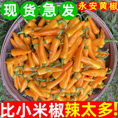 福建永安黄椒七彩小米辣