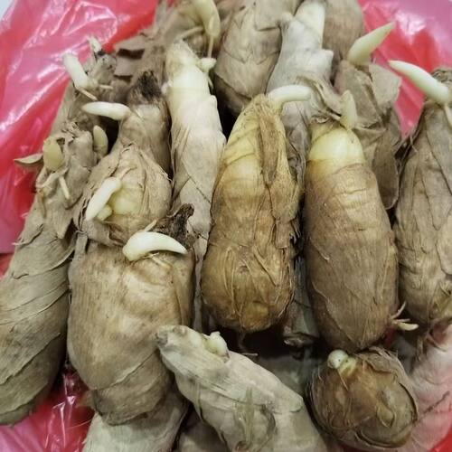 竹薯种子带芽发货新鲜种植网红菜