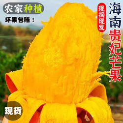 正宗海南贵妃芒10斤新鲜热带水果特产当季整箱树上熟现摘三亚芒果