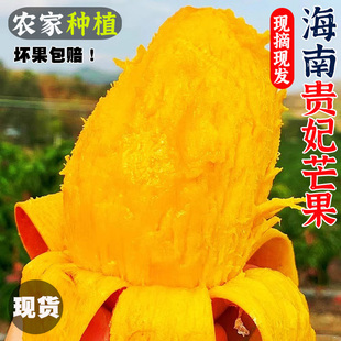 正宗海南贵妃芒10斤新鲜热带水果特产当季整箱树上熟现摘三亚芒果