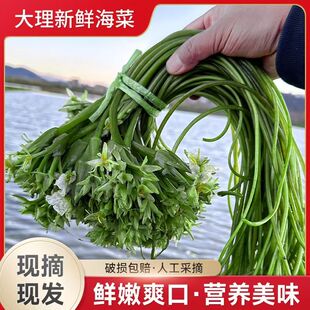顺丰水性杨花云南特产海菜花泸沽湖丽江海菜云南野菜大理特产洱海