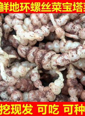 现挖螺丝菜新鲜蔬菜5斤宝塔菜地环甘露子草石蚕地牯牛葫芦酱泡10