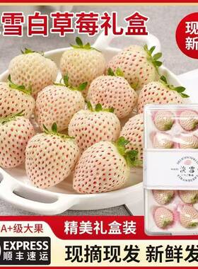高端品种淡雪草莓新鲜1顺丰空运