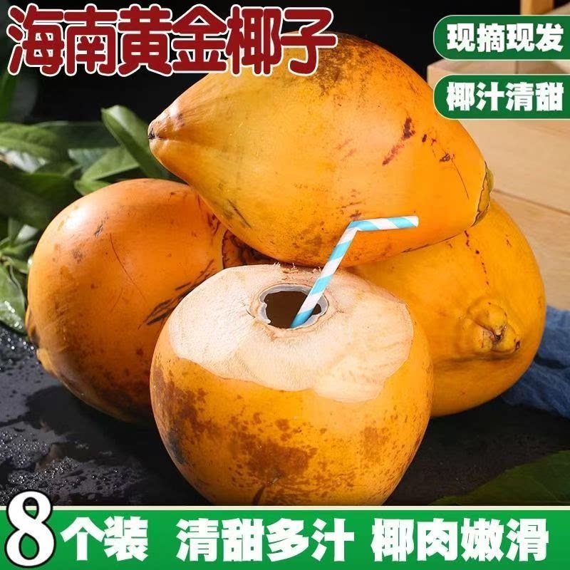 海南万宁黄金椰子新鲜椰子带皮椰青孕妇水果特产当季整箱产地直发