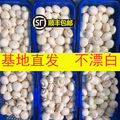 【顺丰】新鲜口蘑现摘双孢菇白蘑菇冷链产地直发时令蔬菜