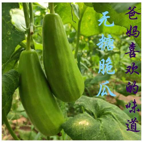 河北菜瓜头茬脆瓜水果孕妇老人生吃无糖八棱脆非甜瓜新鲜现摘包邮