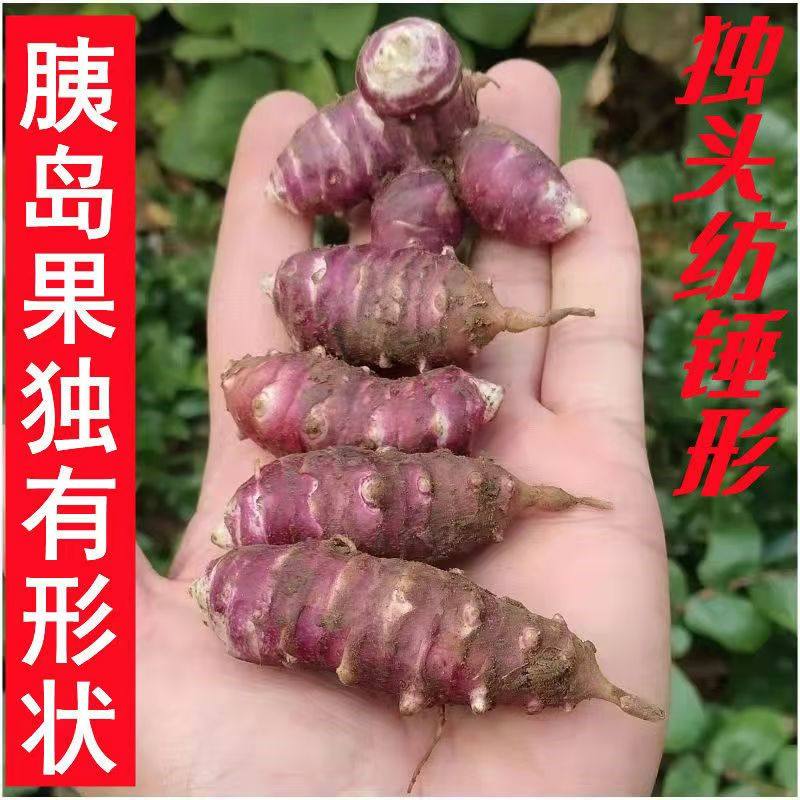 东北新鲜洋姜野生姜不辣胰岛果地环菊芋腌制凉拌酱菜食用紫皮红皮