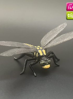 collecta我你他 金环蜻蜓 仿真昆虫动物静态模型全新玩具88350