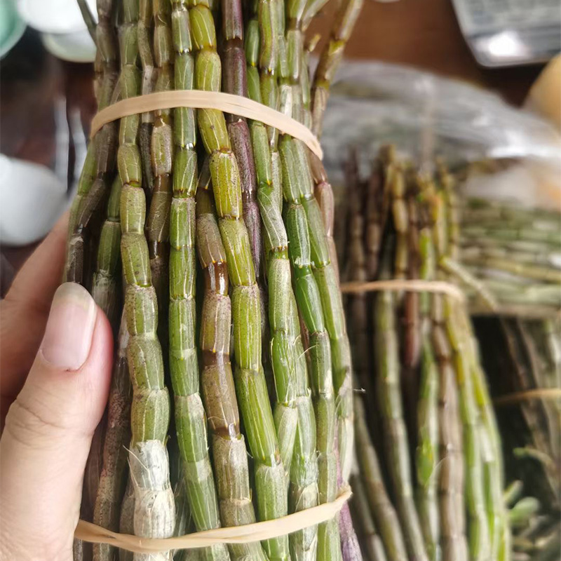 百草萝新鲜铁皮石斛鲜条食用滋补雨林仿生种植云南枫斗2-5年生
