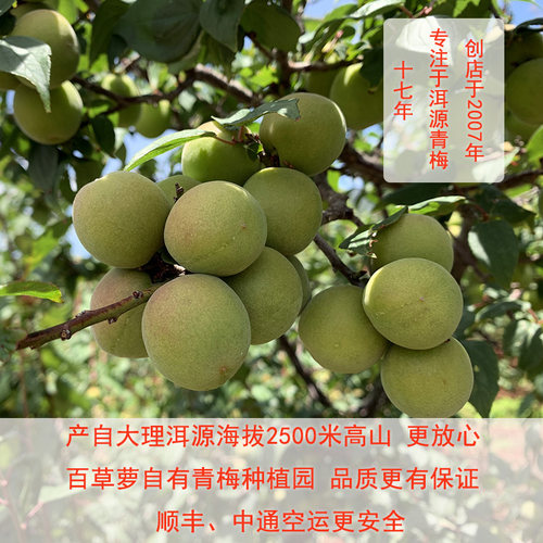 云南高山青梅百草萝原产地发货