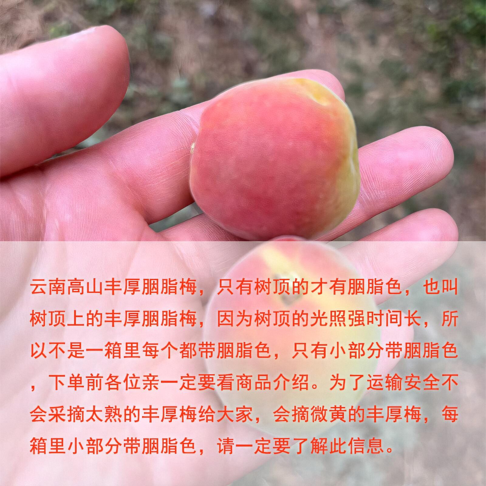 云南丰厚胭脂梅成熟丰厚梅小部分带红色发青红色黄红百草萝