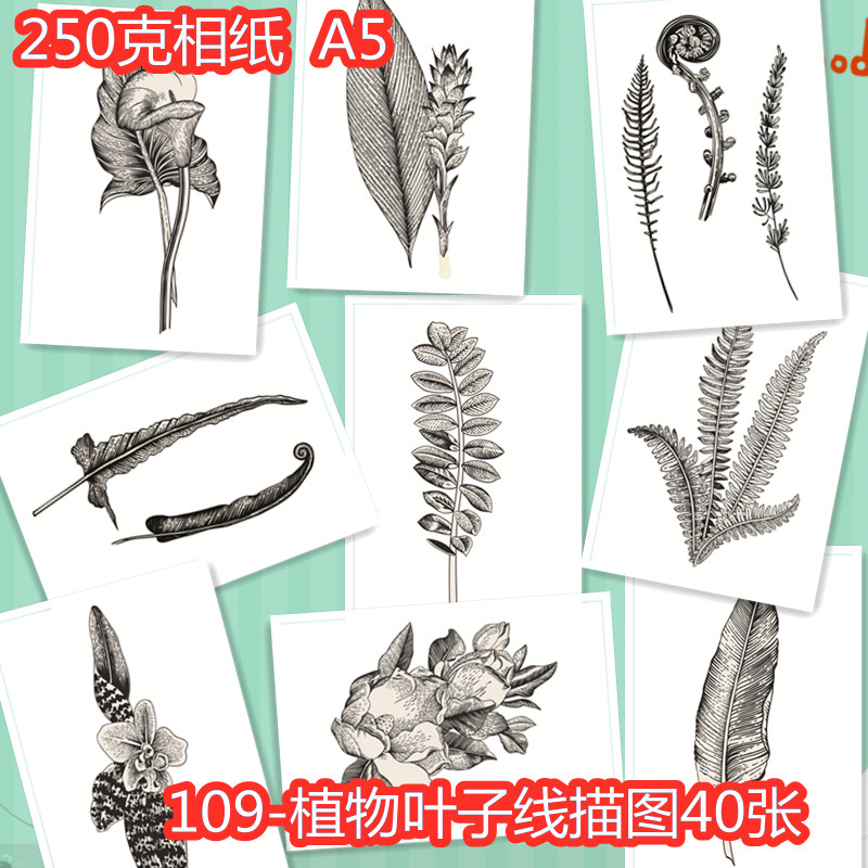109少儿美术创意临摹卡片手绘范画植物叶子树叶线描40张考级素材