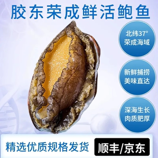 烟台威海青岛特产渤海湾鲜活鲍鱼新鲜带壳煲汤红烧冷冻顺丰佛跳墙