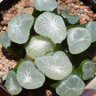 欧若拉万象 初月园艺 十二卷经典铭品 珍稀多肉植物 有一物一拍