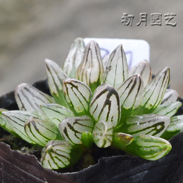 西瓜寿多肉植物可爱萌物