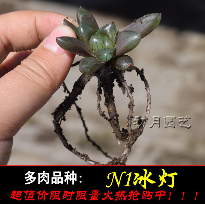 N1冰灯玉露 初月园艺 关东大紫玉露 瓦苇十二卷 多肉植物