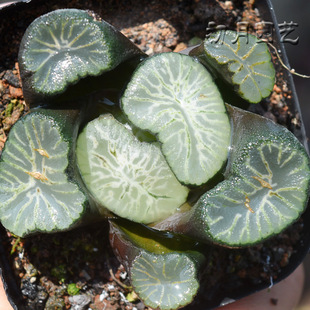 翡翠龙万象 初月园艺 超巨大窗珍稀瓦苇十二卷多肉植物有一物一拍