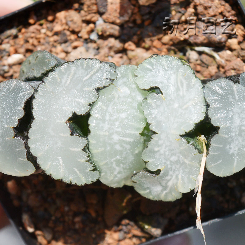 白熊玉扇 初月园艺 十二卷经典铭品瓦苇 稀有多肉植物 有一物一拍