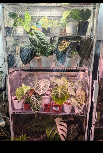 花架阳台壁挂挂式花盆架保温罩多肉绿色植物架保温罩定做