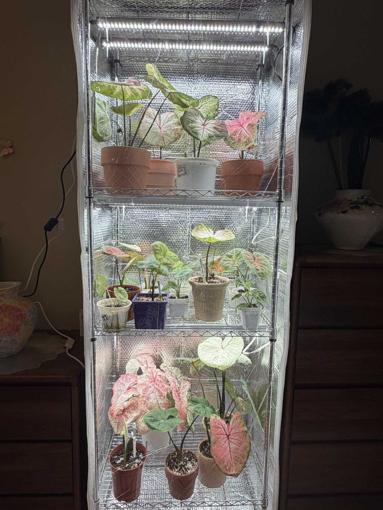 长60厘米花架热植海芋花烛泰彩闷养柜保温保湿棚暖棚暖房保温罩