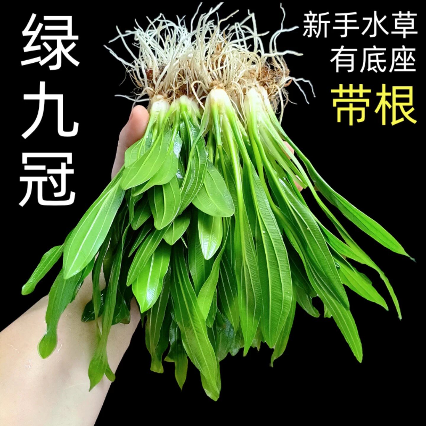 新手水草大叶绿九冠沉水型淡水草有底座带根易养活体植物懒人阴性