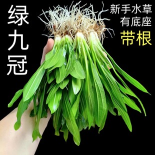 新手水草大叶绿九冠沉水型淡水草有底座带根易养活体植物懒人阴性