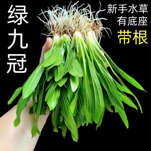 新手绿九冠沉水型水草带根易养