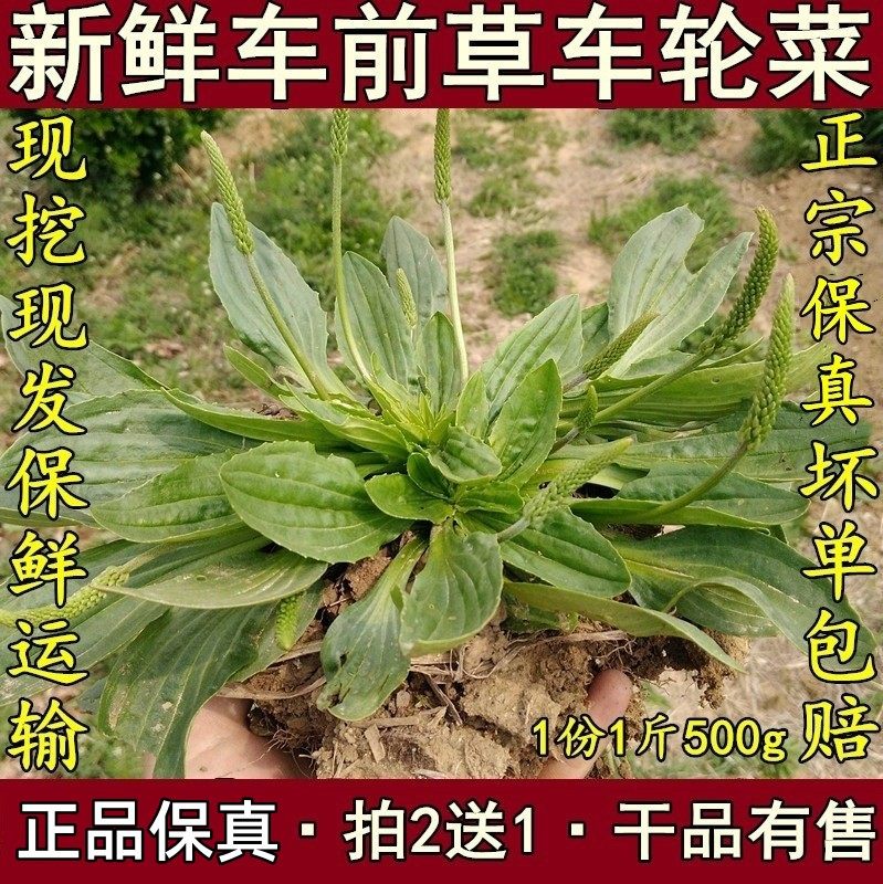 新鲜车前草车前子平车前车茶草五根草车茶草车轮草车轱辘菜500g