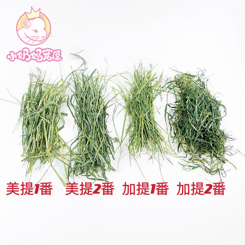 进口美提加提提摩西草高纤维牧草