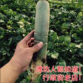 脆甜细长礼盒装 潍坊潍县萝卜10斤非水果萝卜行政街常青萝卜 包邮