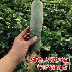 潍坊潍县萝卜10斤非水果萝卜行政街常青萝卜包邮脆甜细长礼盒装
