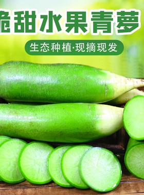 新鲜潍坊潍县青萝卜5斤甜脆水果萝卜行政街萝卜小果优惠款包邮