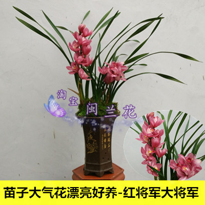 包邮冬带花苞虎头兰兰花苗大花蕙兰红将军室内外观花花卉绿植盆栽
