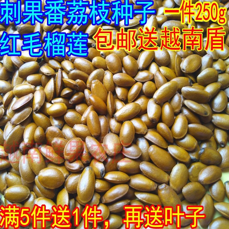 新鲜番荔枝种子红毛榴莲包邮图片